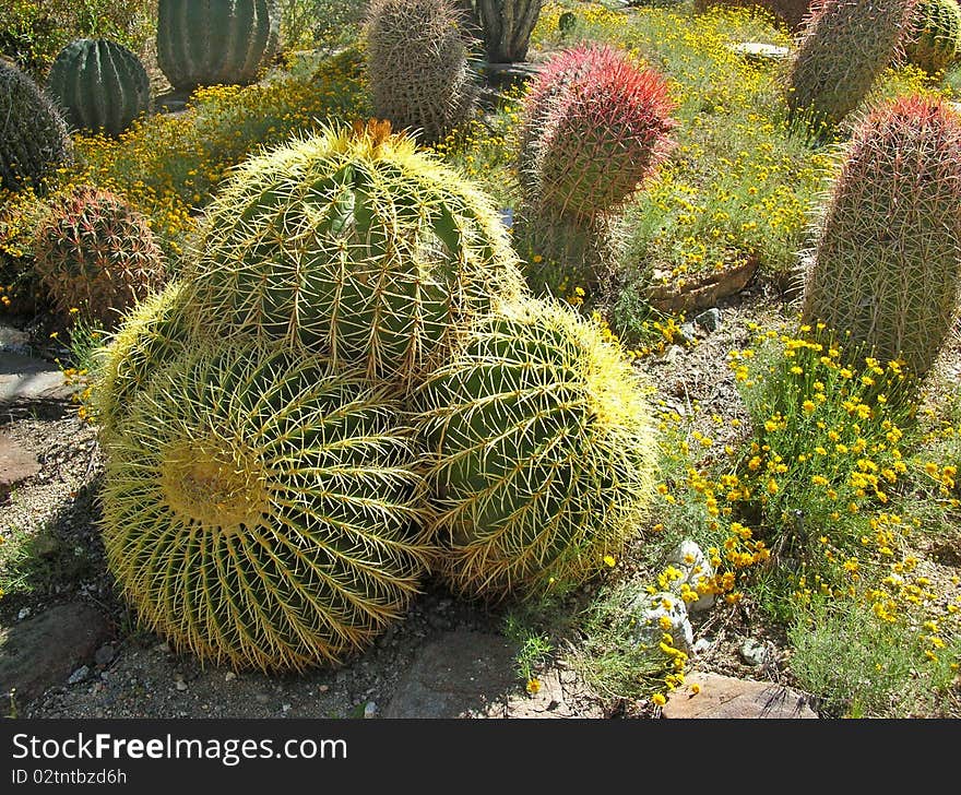 Lovely golden barrel cactus