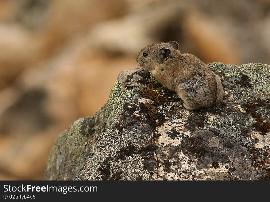 A pika, a small, furry rock-dwelling mammal, peers over the edge of a rock ledge on a mountain in Hatcher Pass, Alaska. A pika, a small, furry rock-dwelling mammal, peers over the edge of a rock ledge on a mountain in Hatcher Pass, Alaska.