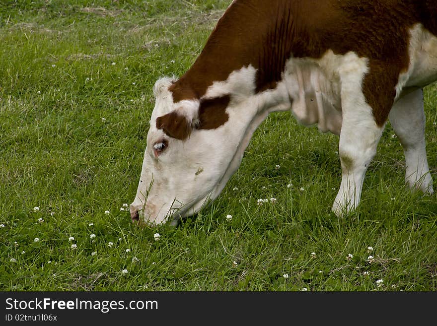 Beautiful Cow Feeding