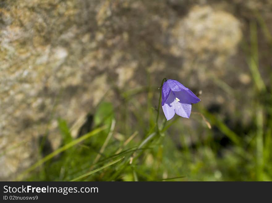 A single lovely delicate blue Harebell. A single lovely delicate blue Harebell