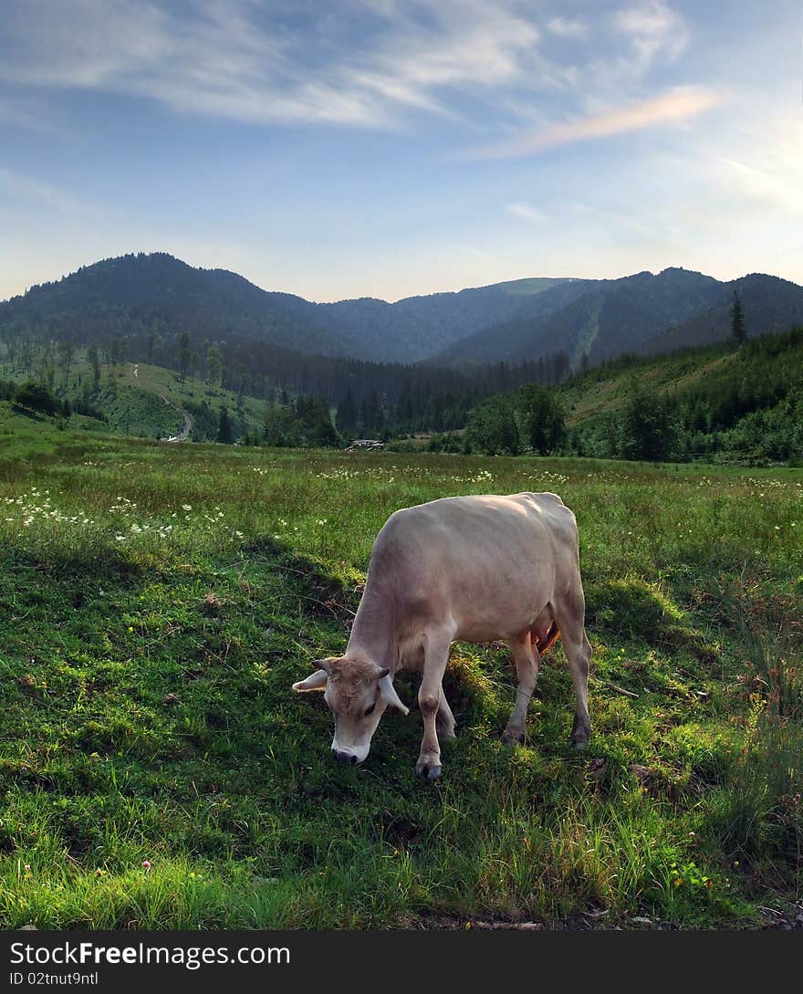 Cow pasturing on a meadow against mountain landscape. Cow pasturing on a meadow against mountain landscape