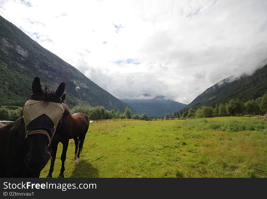 Curious Horse,