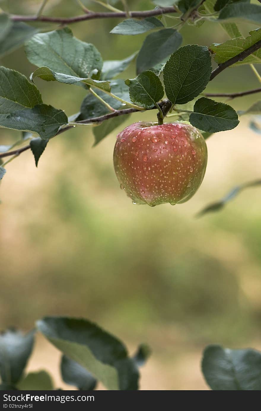 Red apple on a branch