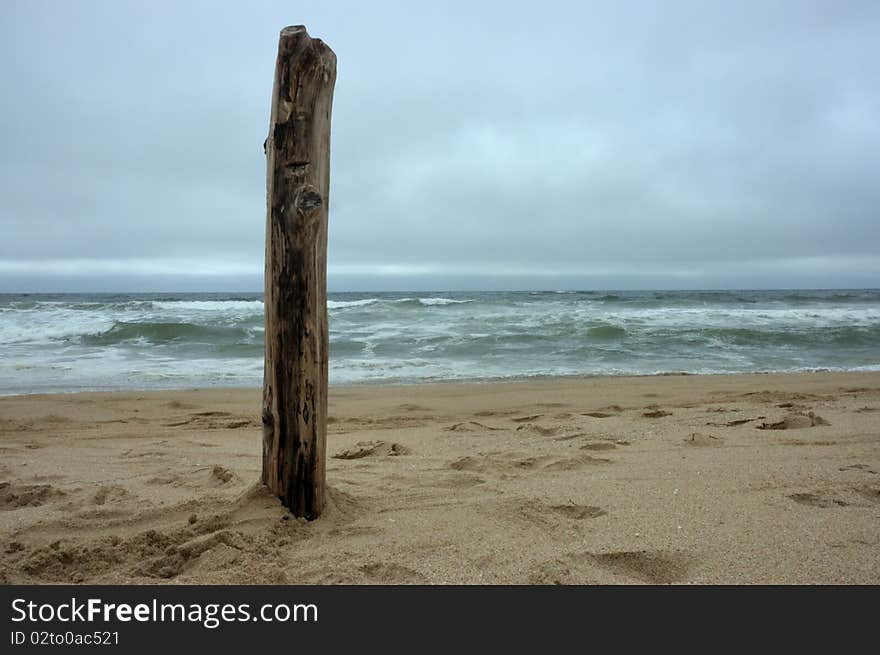 Image of driftwood washed on shore. Image of driftwood washed on shore