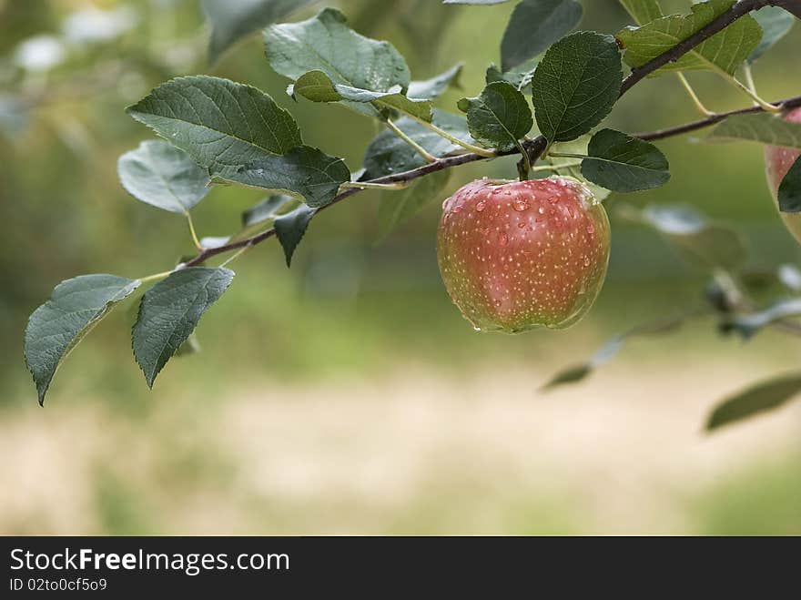 Red Apple On A Branch