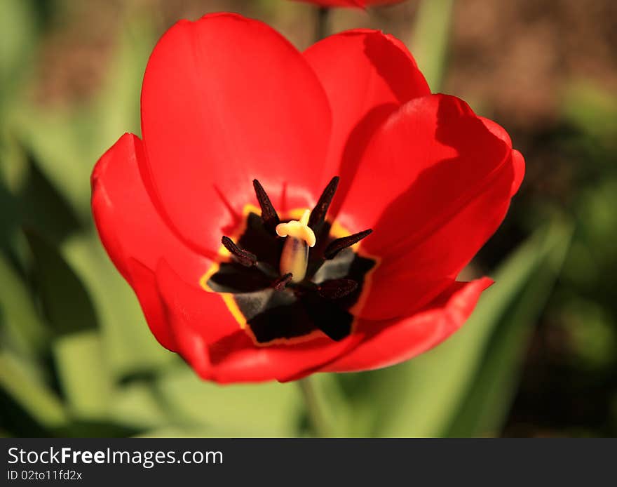 A close-up of a tulip growing on a meadow. A close-up of a tulip growing on a meadow