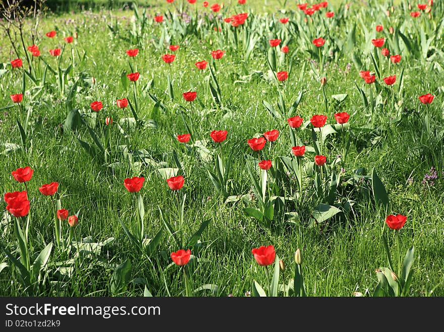 Meadow full of tulips