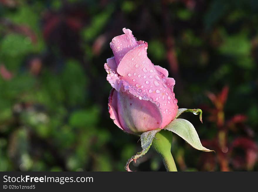 Pink rose