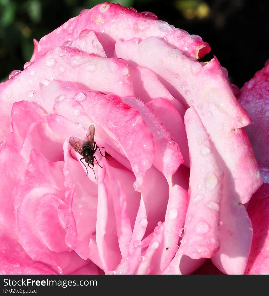 This is a picture of a fly stopping to smell a rose. This is a picture of a fly stopping to smell a rose.