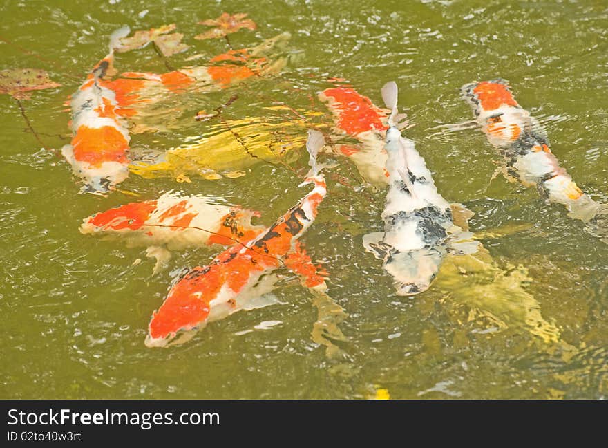 An image of gold fish swimming in a garden pond also providing an abstract color background. An image of gold fish swimming in a garden pond also providing an abstract color background.