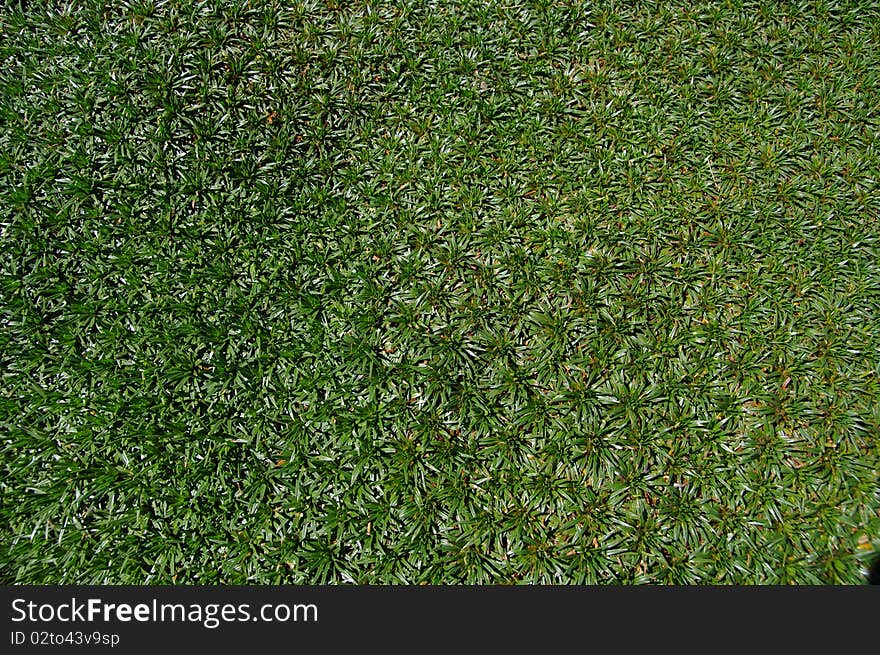 Grass As Background