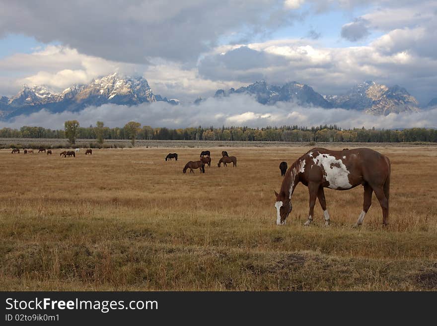 Horse and Tetons