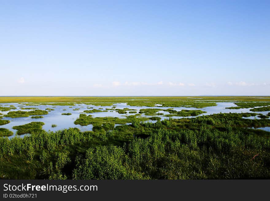 Landscape Of Swamp, Thailand