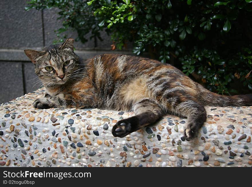 A sleepy cat lies on the stone