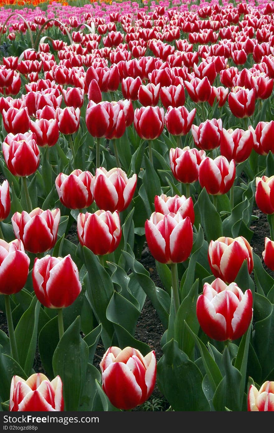 Tulip in Hangzhou, China.