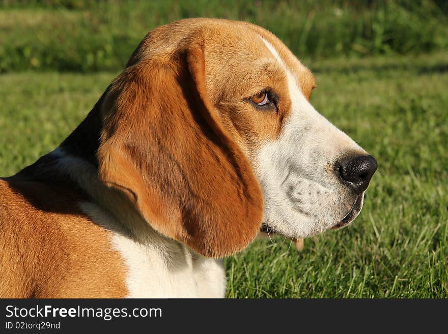 Head portrait of beautiful beagle. Head portrait of beautiful beagle