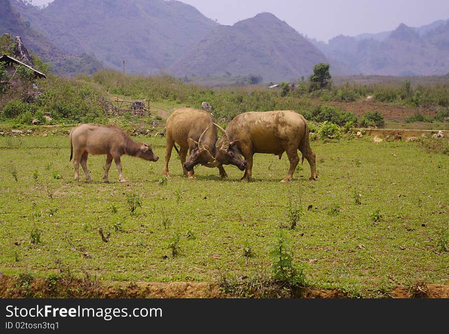 Two buffaloes are measured before a young female in the middle of the dry rice. Two buffaloes are measured before a young female in the middle of the dry rice