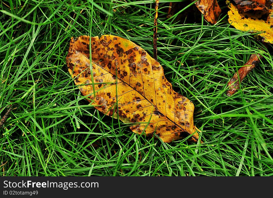 Autumn fall with rain drops. Autumn fall with rain drops