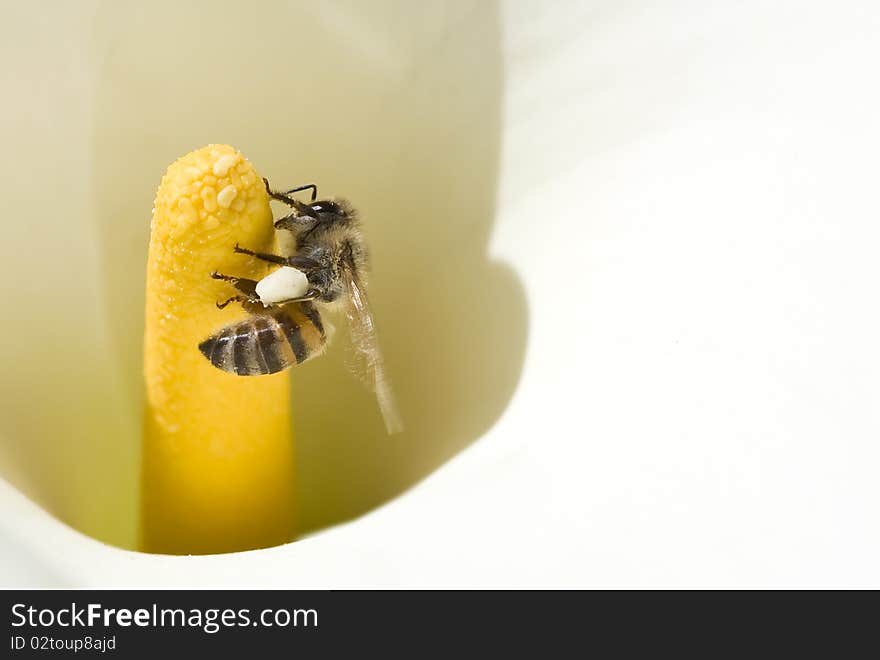 Bee Pollinating Arum Lily