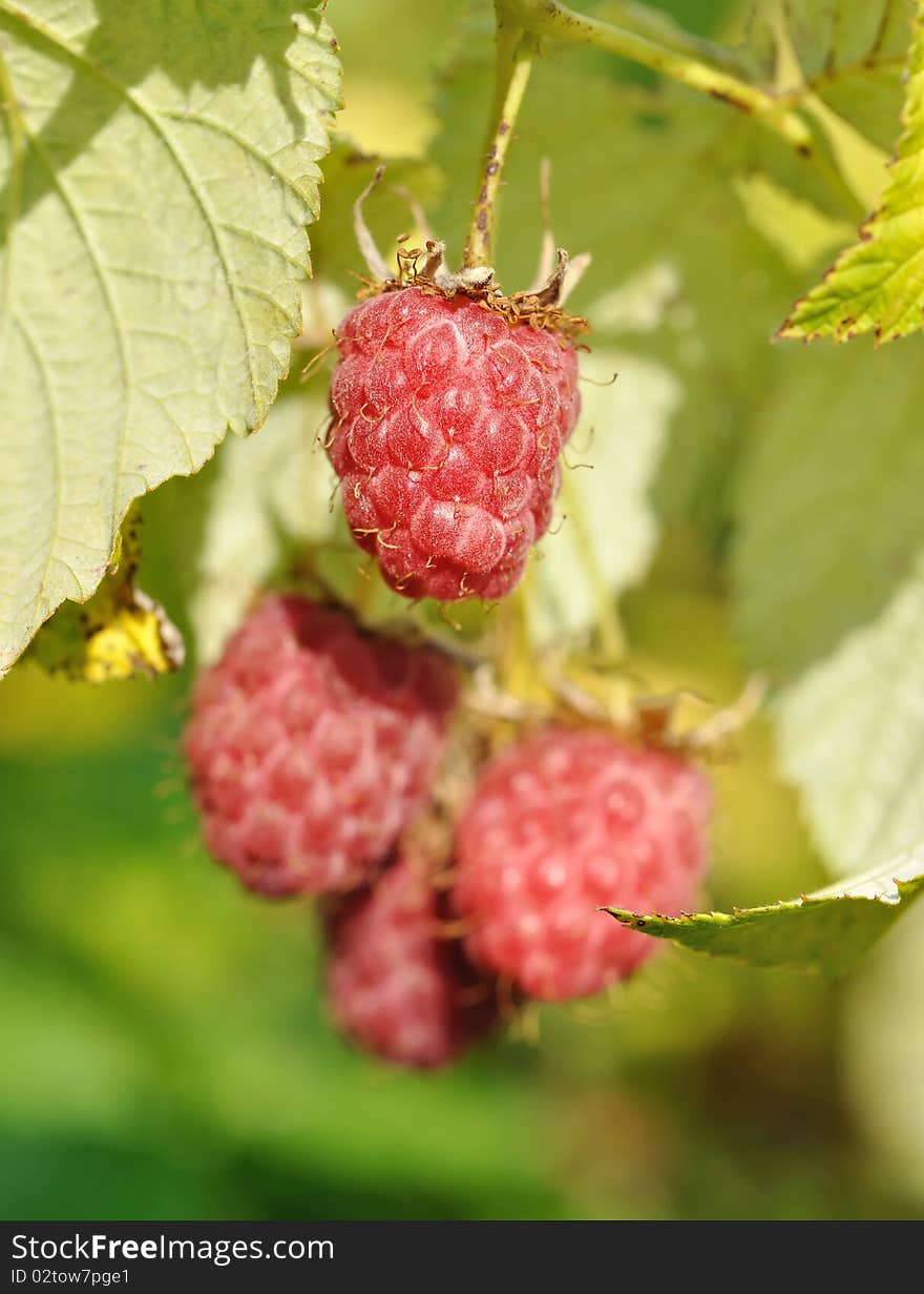 The ripe raspberry on the branch