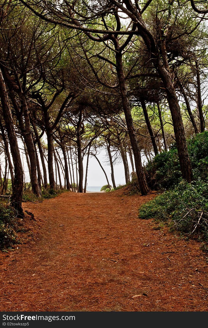 Forest path above Tuscany cost