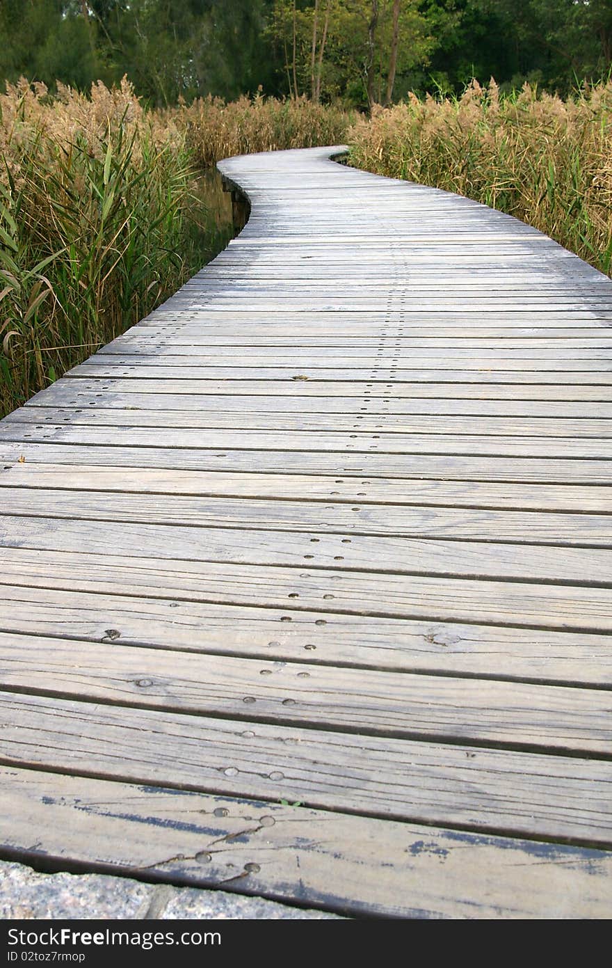 Straight path in Wetland Park