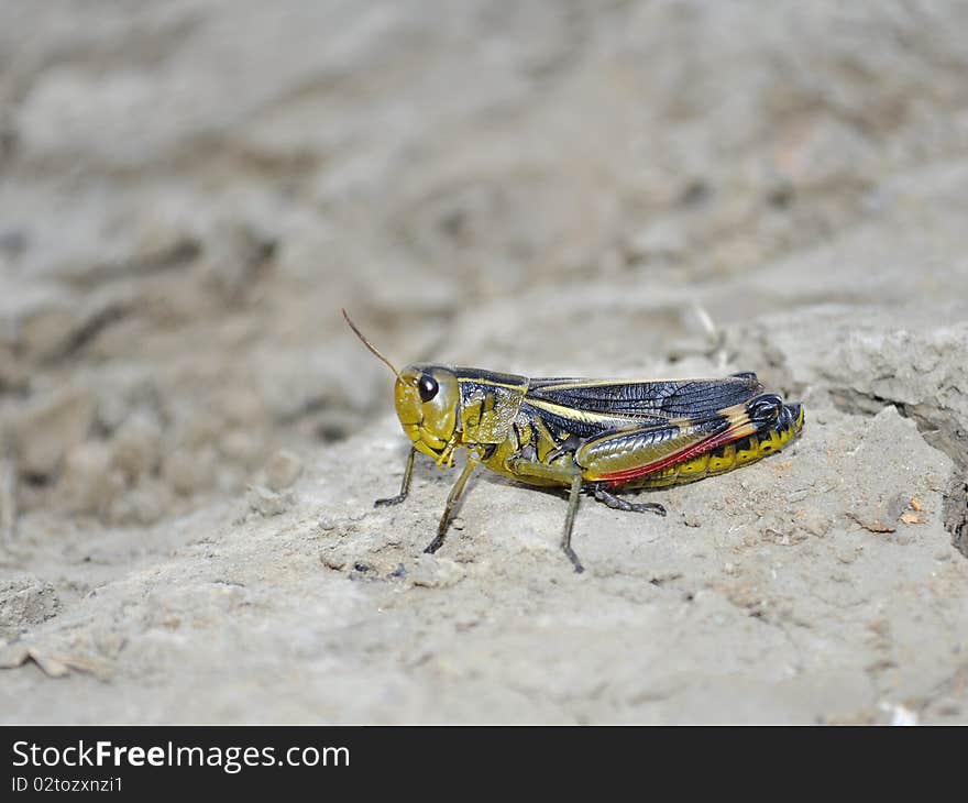 Macro shot of a beautiful Locust resting on the ground