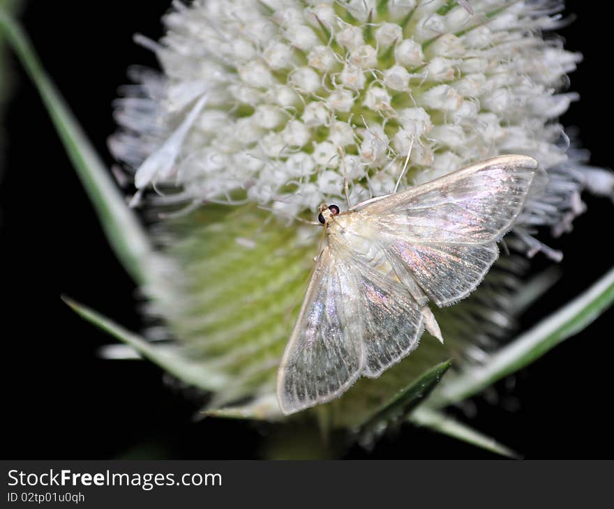 Butterfly sits on a flower in the night - Insect / Lepidoptera / Crambidae /Pleuroptya ruralis