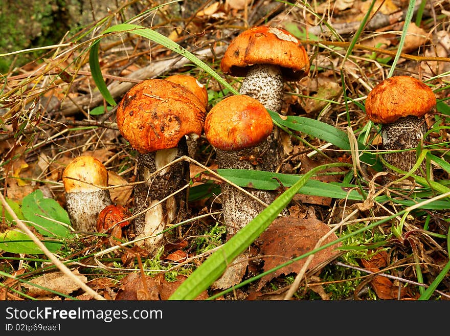 Orange-cap boletus