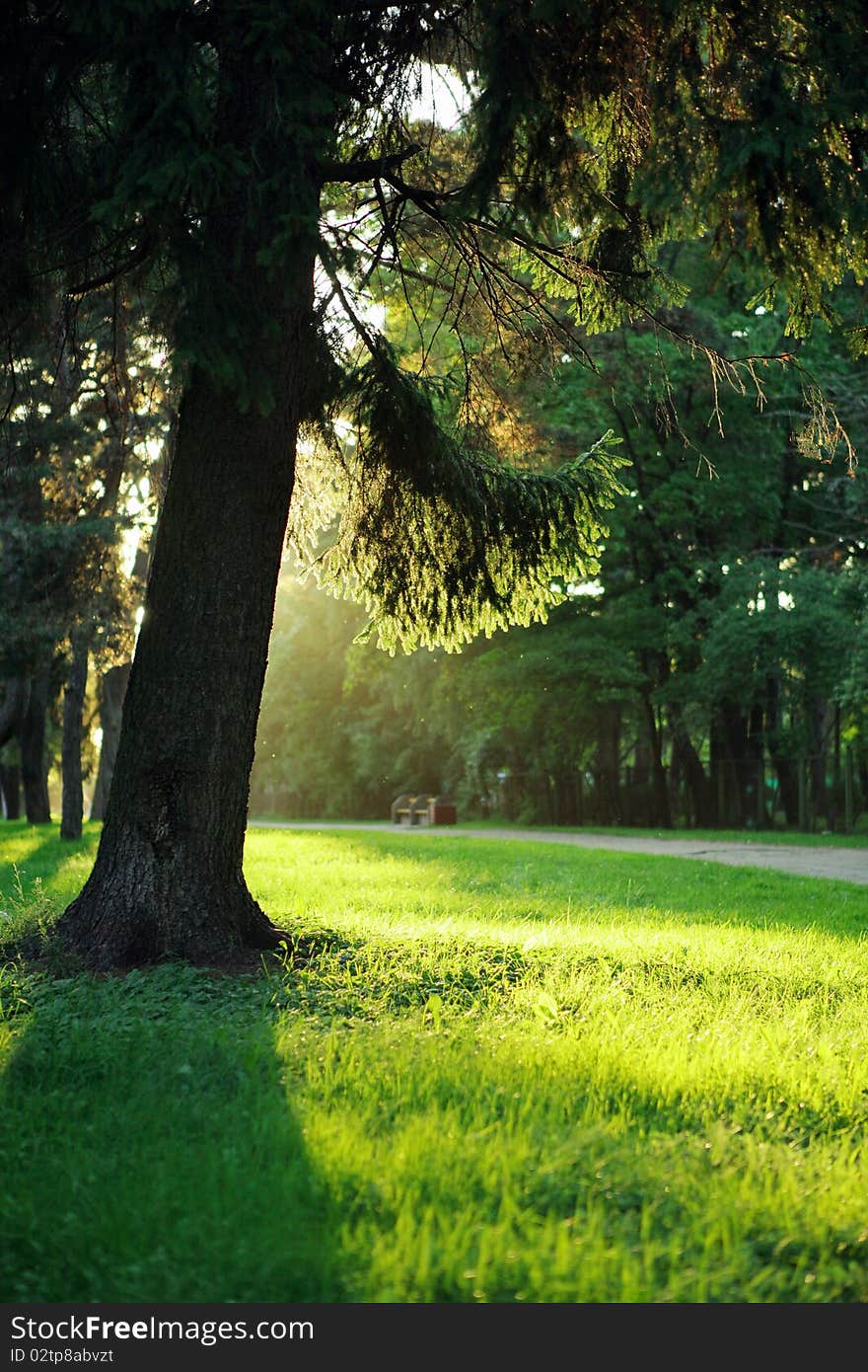 Tree in evening sunlight in the park