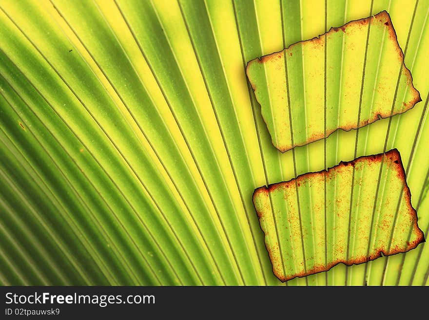 Old Paper notebook on leaves for text and background