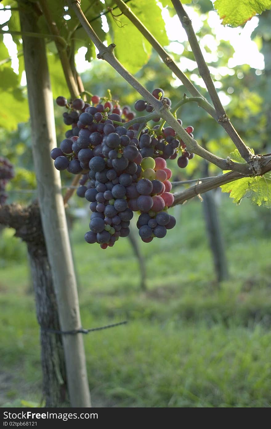 Red Grapes on vine in vineyard in Weil am Rhein, Germany. Red Grapes on vine in vineyard in Weil am Rhein, Germany