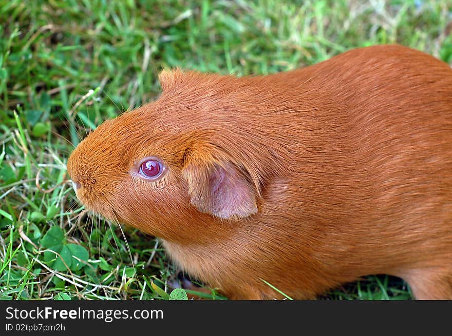 Ginger guinea pig