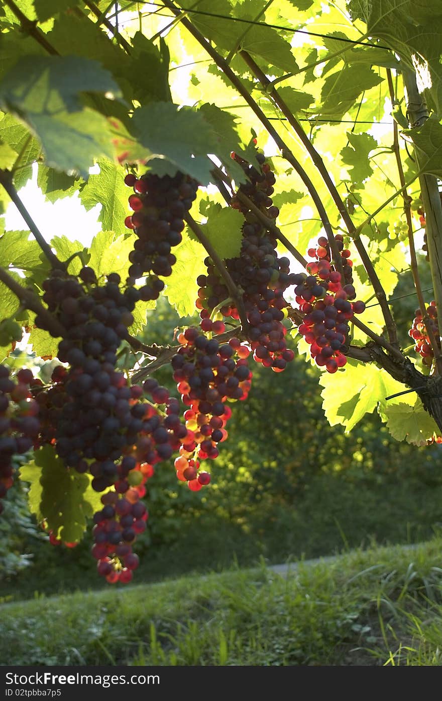 Red Grapes on vine in vineyard in Weil am Rhein, Germany. Red Grapes on vine in vineyard in Weil am Rhein, Germany