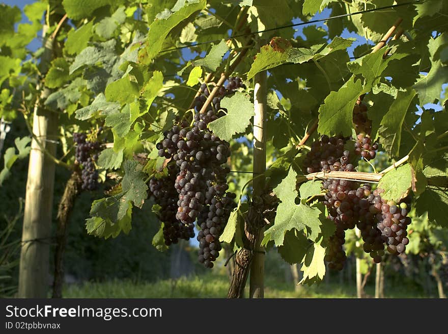 Red Grapes on vine in vineyard in Weil am Rhein, Germany. Red Grapes on vine in vineyard in Weil am Rhein, Germany