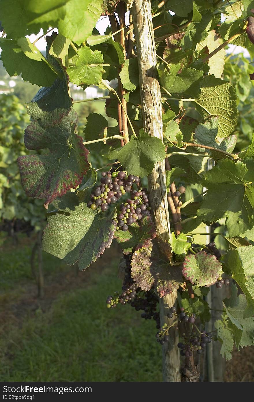 Red Grapes on vine in vineyard in Weil am Rhein, Germany. Red Grapes on vine in vineyard in Weil am Rhein, Germany