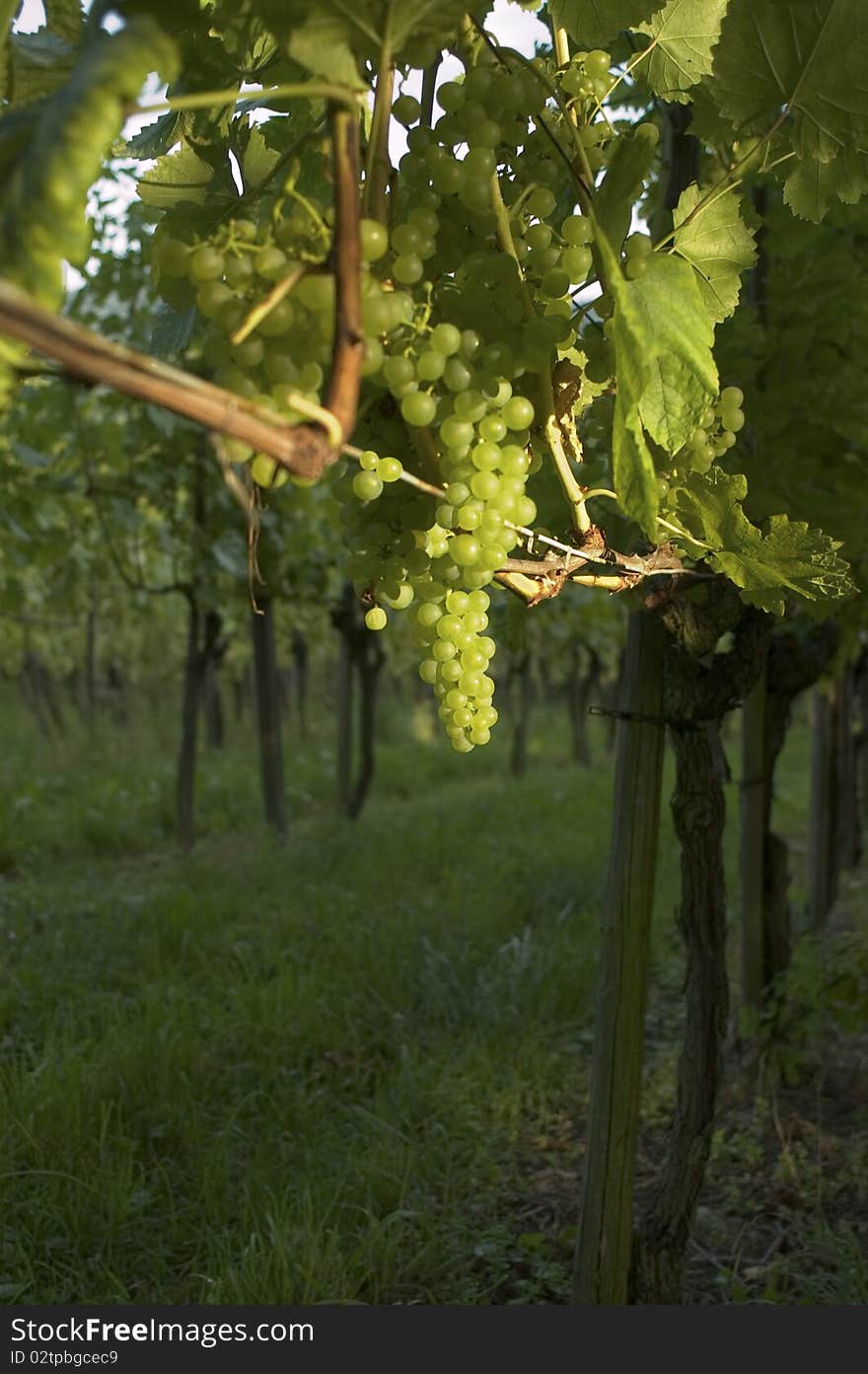 Green Grapes on vine in vineyard in Weil am Rhein, Germany. Green Grapes on vine in vineyard in Weil am Rhein, Germany