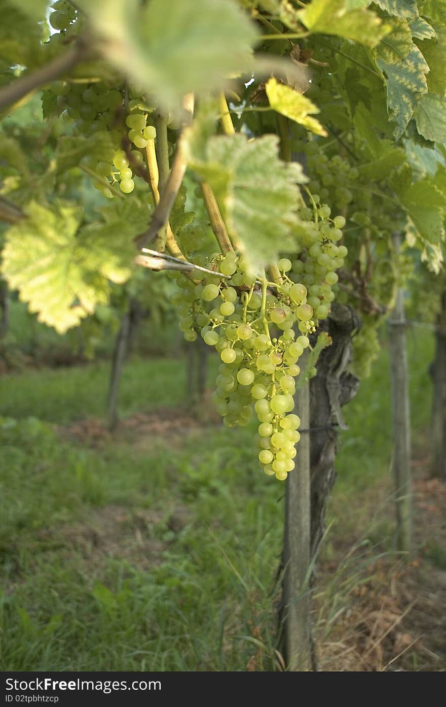 Vineyard Weil am Rhein Germany at Sunset