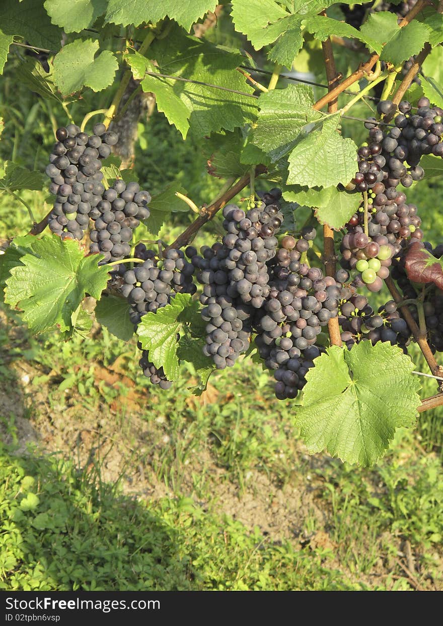 Red Grapes on vine in vineyard in Weil am Rhein, Germany. Red Grapes on vine in vineyard in Weil am Rhein, Germany