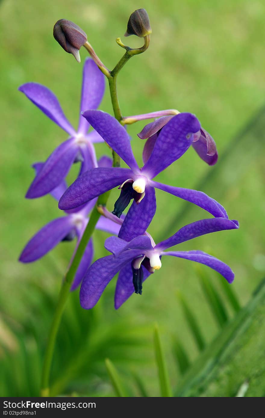 Orchids of high-mountainous Borneo. Exotic natural flowers of Borneo. Colours of a life to Borneo. Orchids of high-mountainous Borneo. Exotic natural flowers of Borneo. Colours of a life to Borneo.