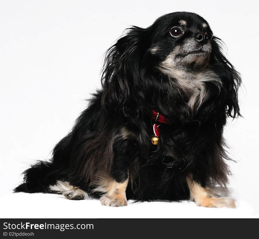 A Chihuahua sitting with a white background