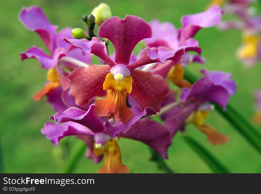 Orchids of high-mountainous Borneo. Exotic natural flowers of Borneo. Colours of a life to Borneo. Orchids of high-mountainous Borneo. Exotic natural flowers of Borneo. Colours of a life to Borneo.