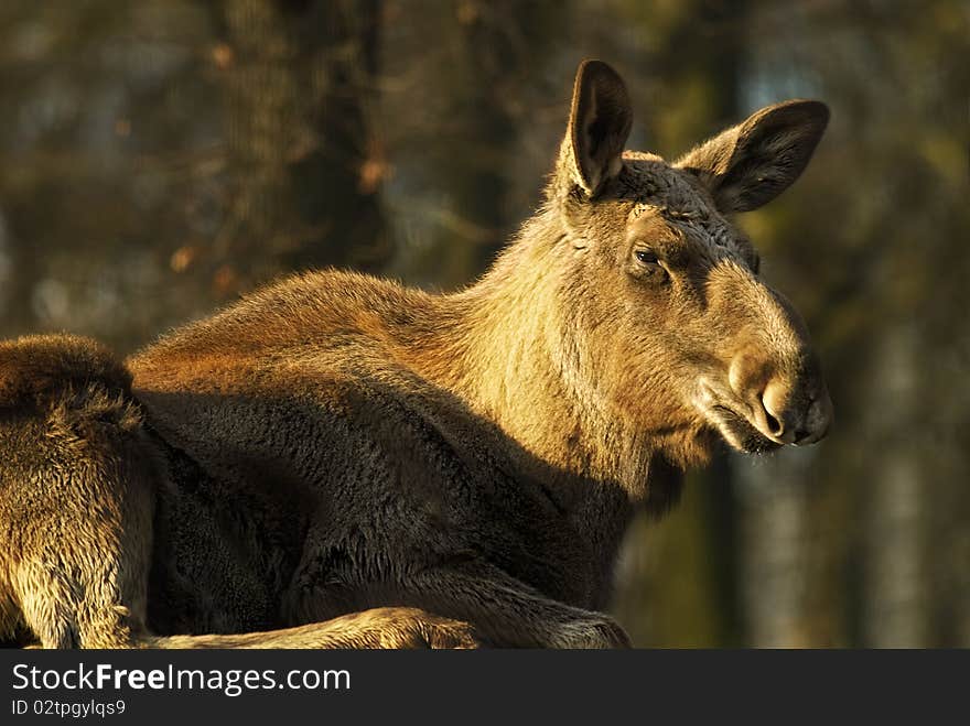 Moose (North America) or European elk (Europe) (Alces alces). Moose (North America) or European elk (Europe) (Alces alces)