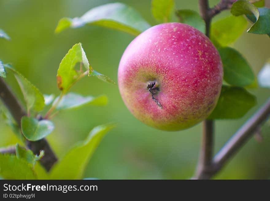 Red apples hanging low on the tree make a tempting treat. Red apples hanging low on the tree make a tempting treat.