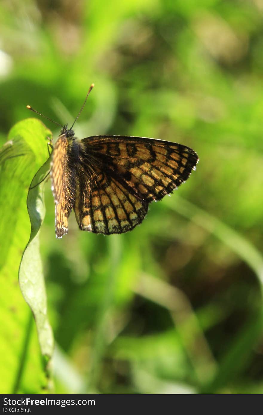 Butterfly sitting on green leaf. Butterfly sitting on green leaf.