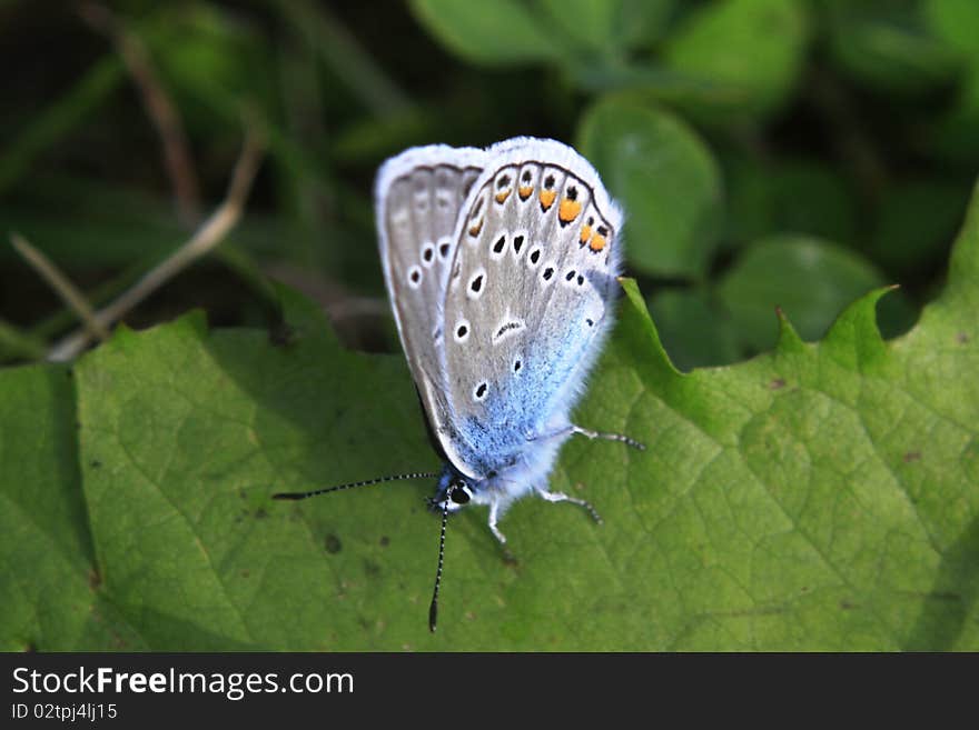 Butterfly sitting on green leaf. Butterfly sitting on green leaf.