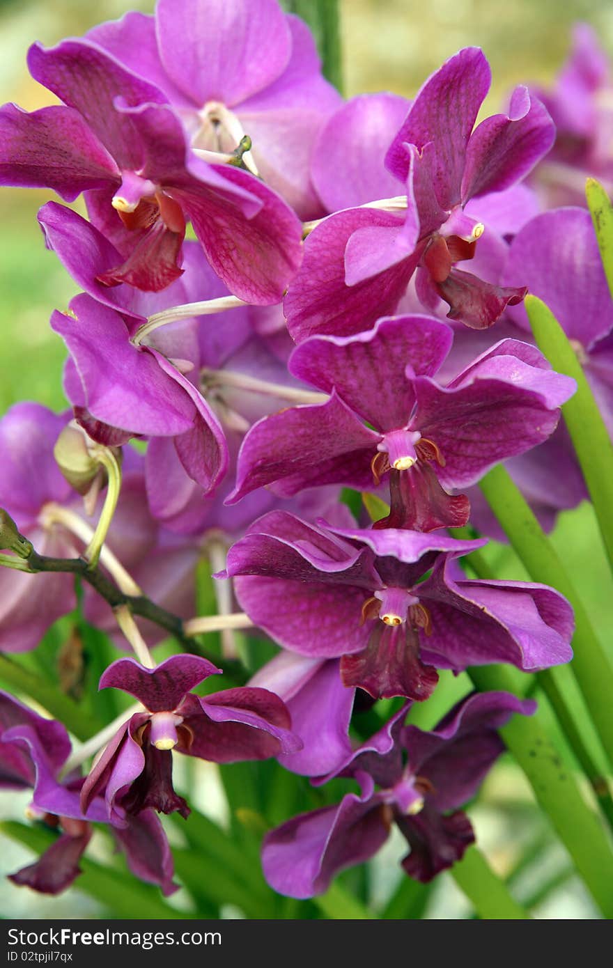 Wild Orchid.