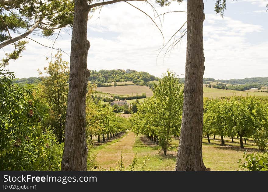 View of a Plum Farm in South West France. View of a Plum Farm in South West France