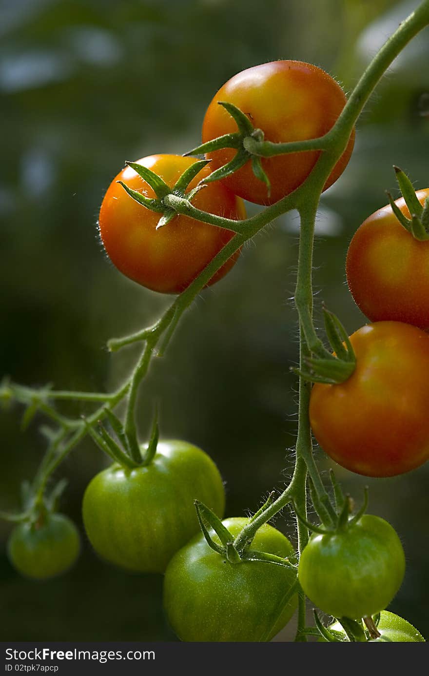 Tomato (Solanum lycopersicum), plant with riping fruits. Tomato (Solanum lycopersicum), plant with riping fruits