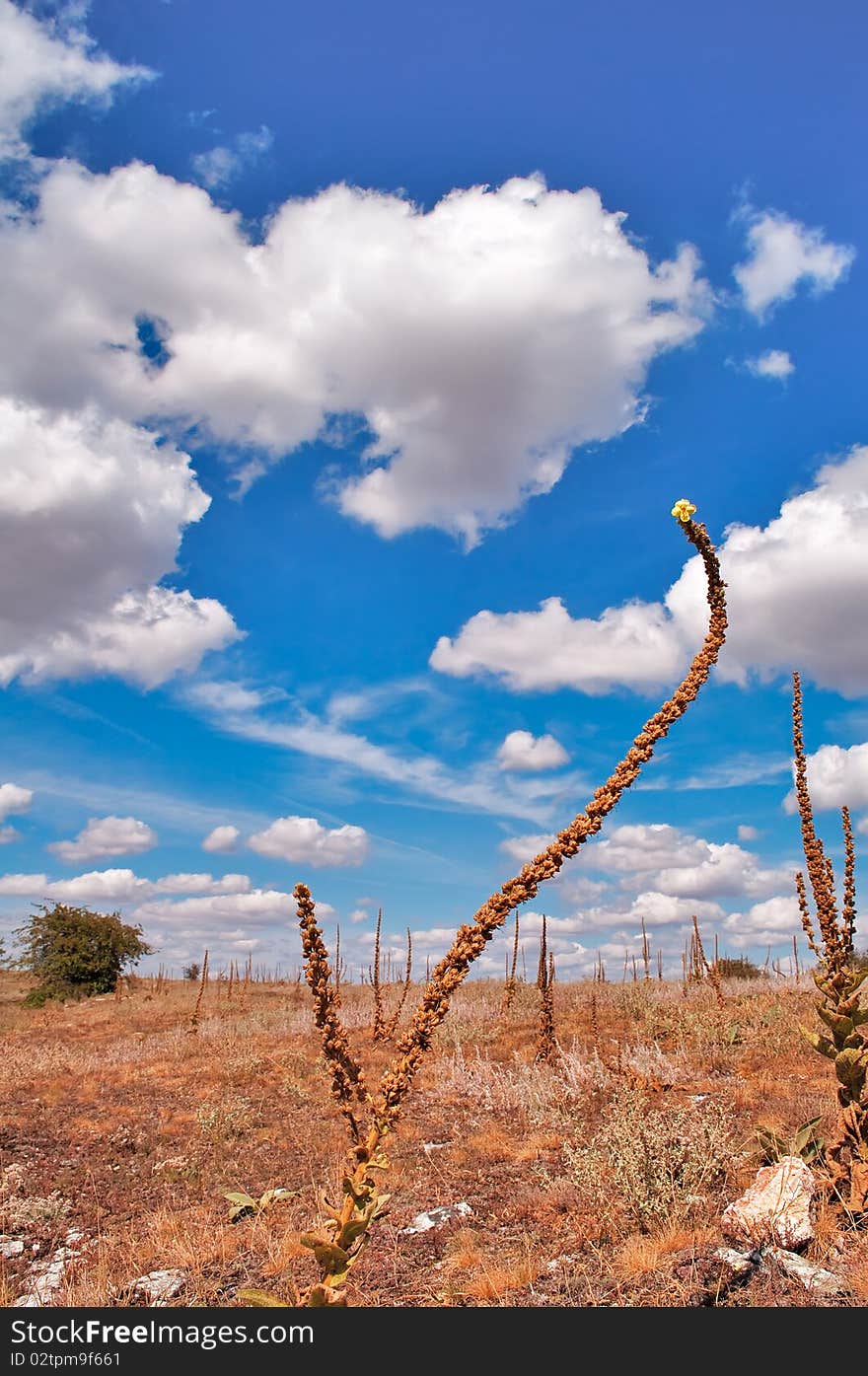 Verbascum thapsus growing on the plateau Karabi in Crimea